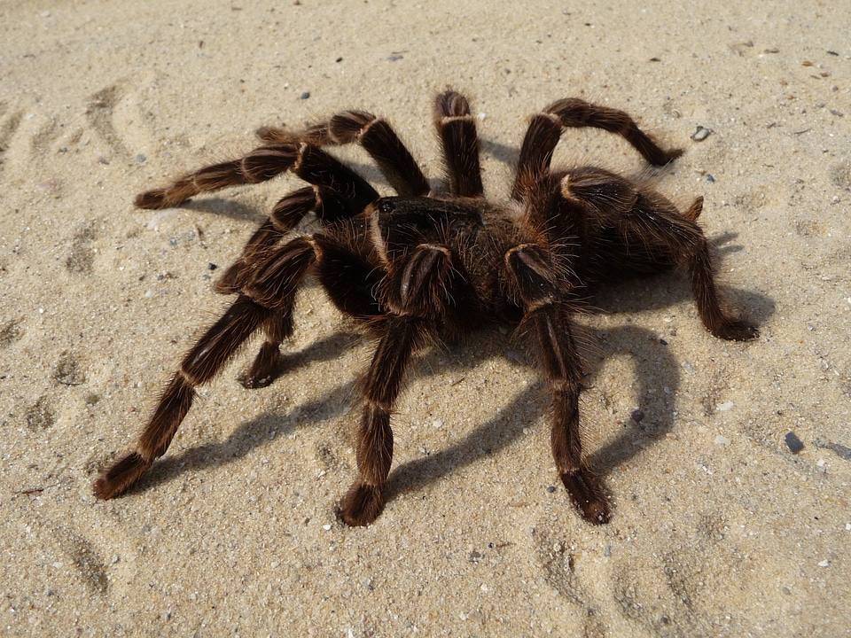 Hairy insect arachnophobia