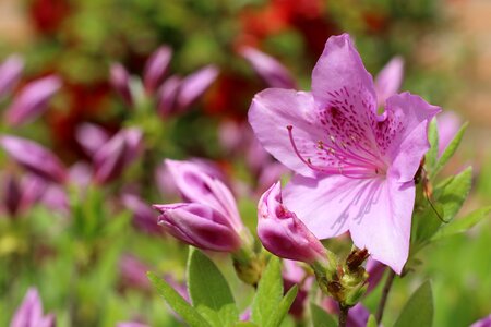 Nature plants flowers