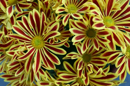 Nature colorful red