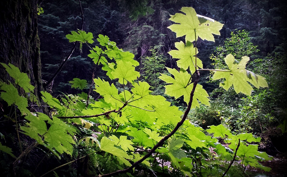 Forest plant prickly plant green bush