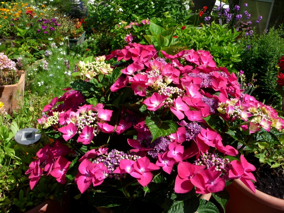 Summer garden nature