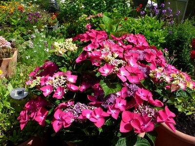 Summer garden nature
