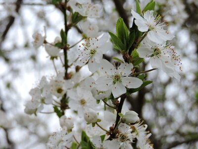 Tyrol cherry blossoms spring