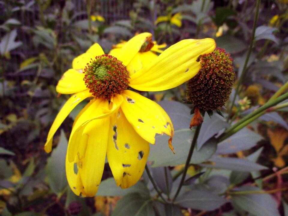 Bloom yellow autumn