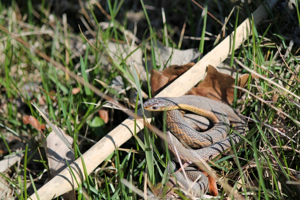Wildlife nature animal