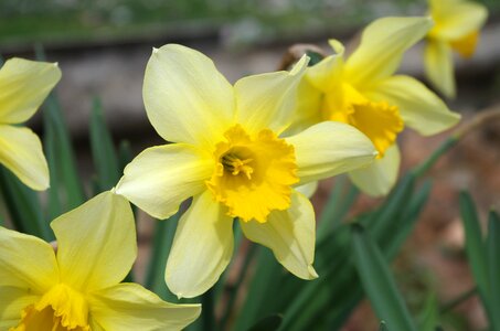 Flower plant spring photo