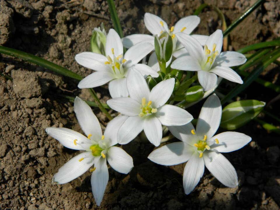 White shaded floating island star of bethlehem