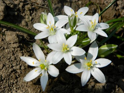 White shaded floating island star of bethlehem