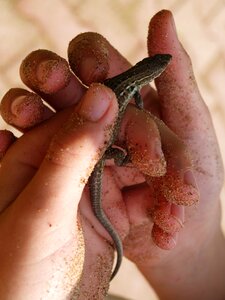 Hand reptile animal