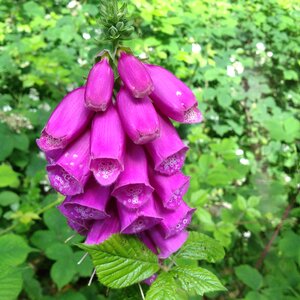 Toxic cerise summer