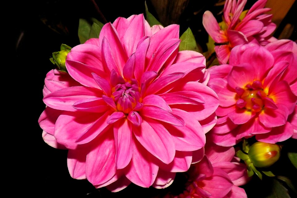 Dahlia garden ornamental plant pink