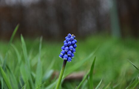 Garden spring nature photo