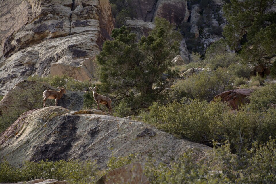 Animal mountain animals