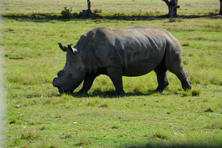 Rhino south africa wilderness photo