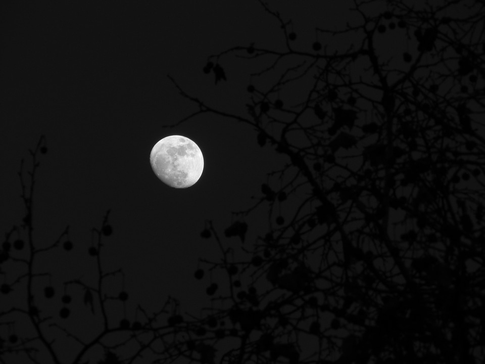 Moon wood sky