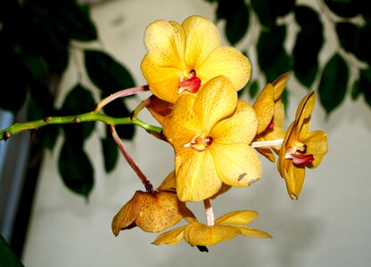 Flower flowers yellow