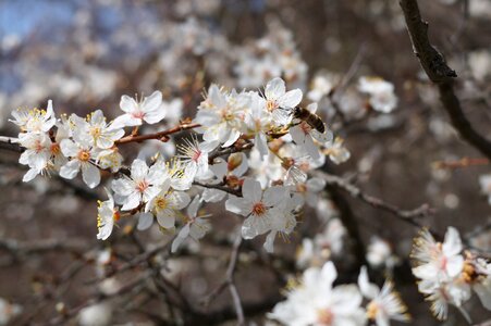 Spring nature bloom