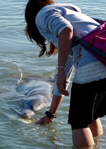 Wildlife aquatic creature