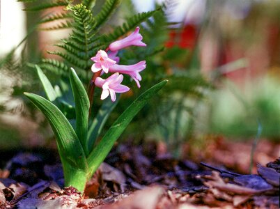 Nature blossom gardening