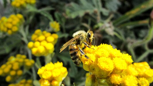 Animal yellow busy
