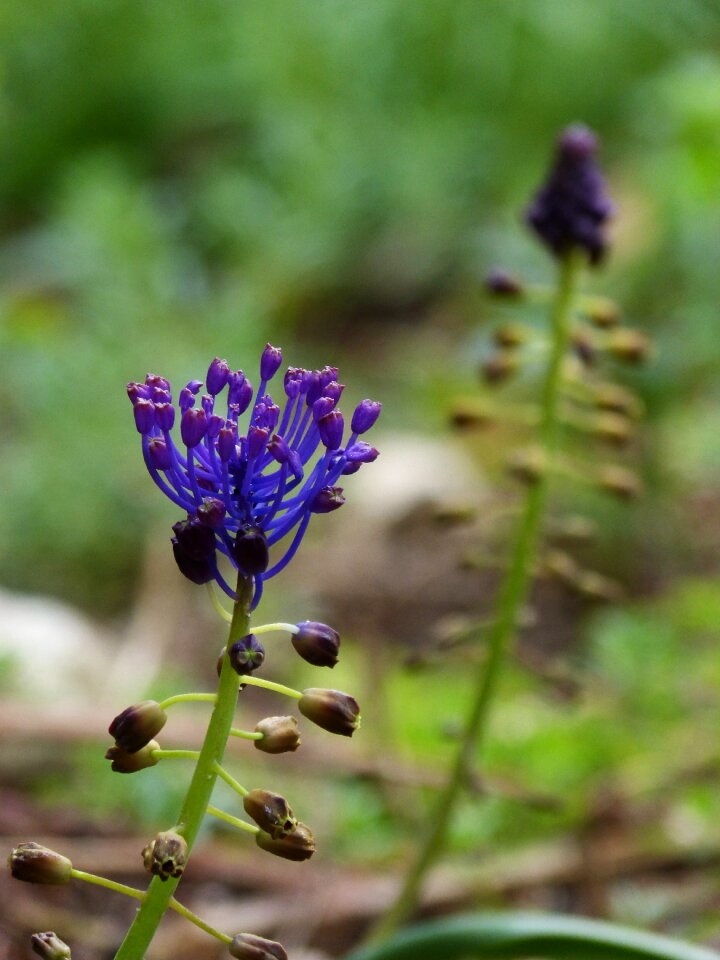 Lilac spring priorat