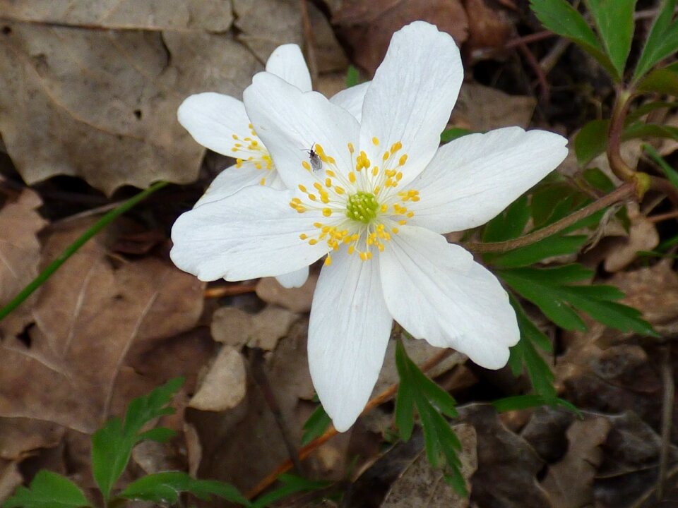 Flower white forest
