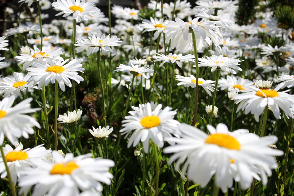 Daisy white nature