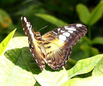 Nature animal butterfly photo