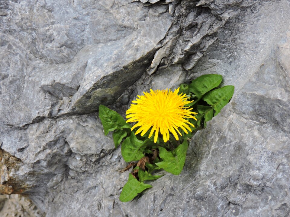 Rock flower stams