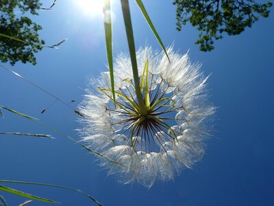 Egret dandelion seeds plants