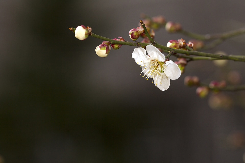 Flowers quisqualis indica neat
