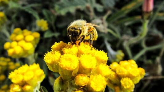 Animal yellow busy