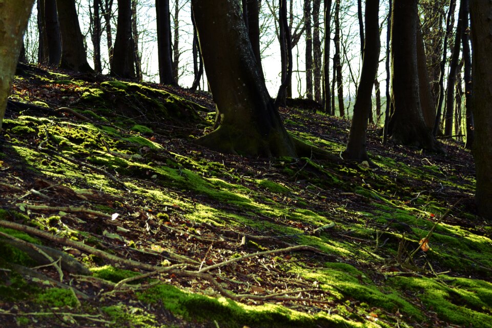 Forest trees landscape outdoor