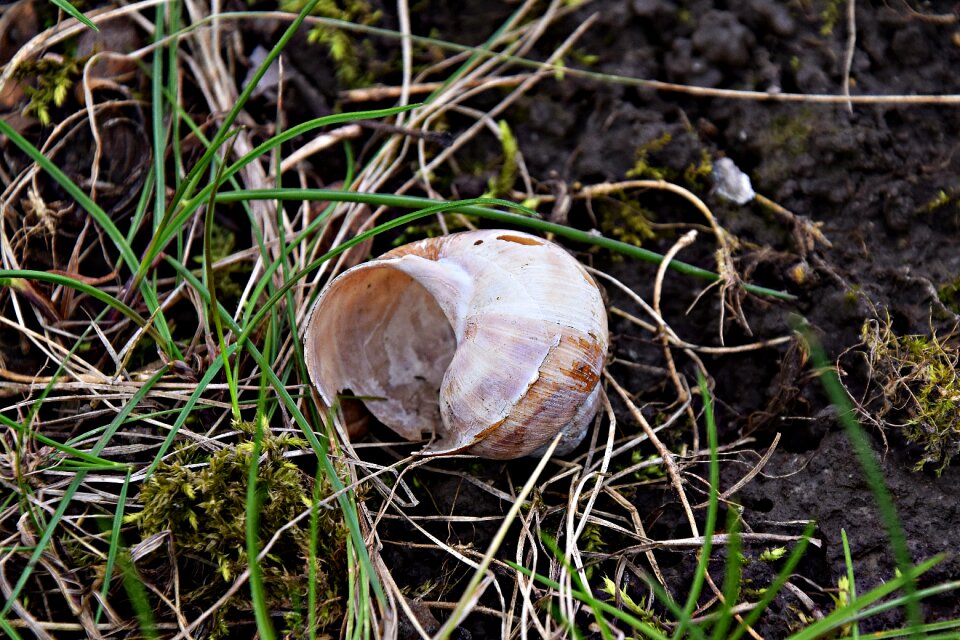 Forest closeup scallop