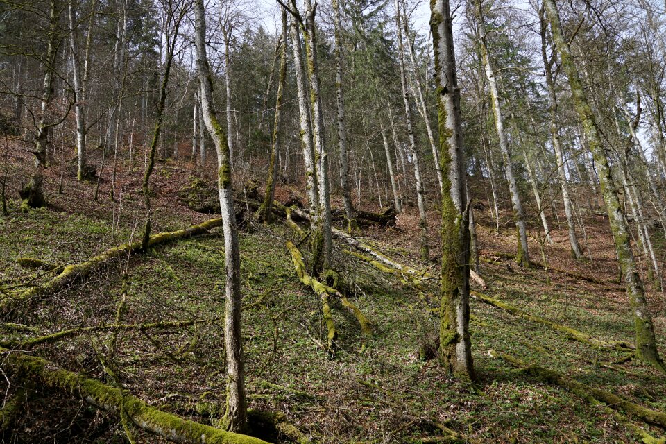 Fridingen germany tribe