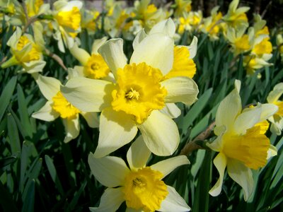 Daffodil yellow flower spring photo
