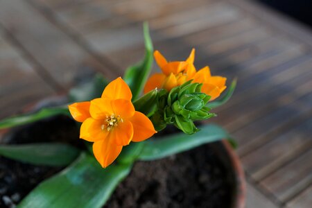 Green spring fragrance