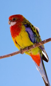 Colorful animal perched