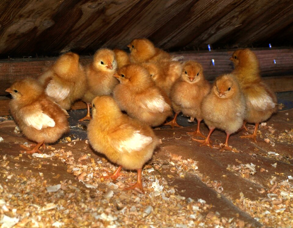Chicken eat breeding