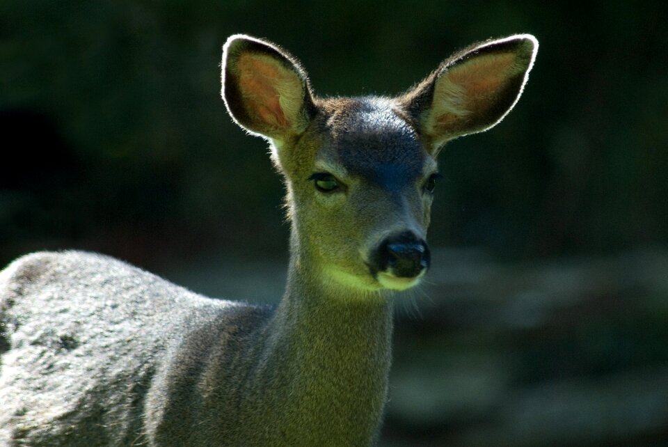 Wildlife animal mammal
