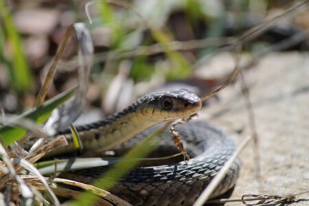Nature garter looking