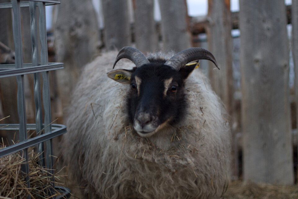 Sheep animal livestock