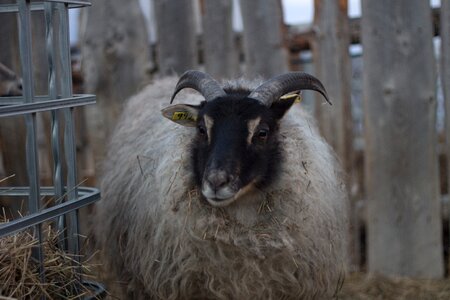 Sheep animal livestock photo