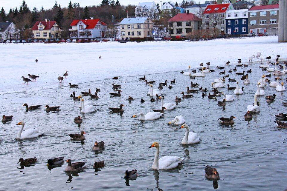 Ducks geese cold photo