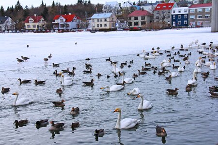 Ducks geese cold