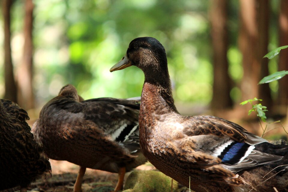 Duck birds natural