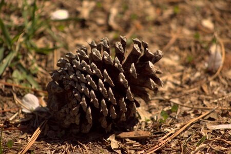 Plant oak seed