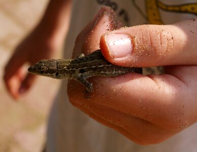 Hand reptile animal