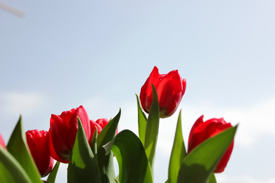 Flowers garden plant garden