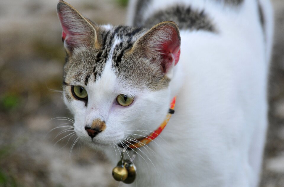 Feline kitten animal